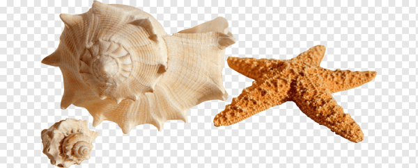 Морские сувениры на белом фоне