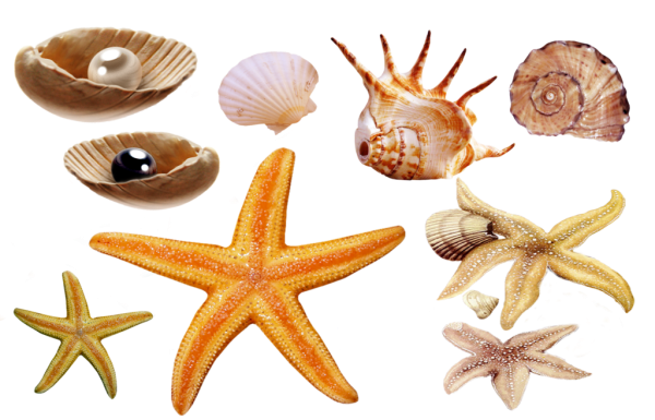 Морское на прозрачном фоне