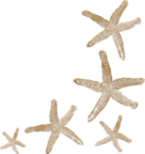 Морская тематика без фона