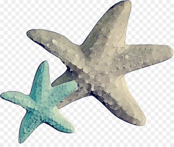 Прозрачная морская звезда