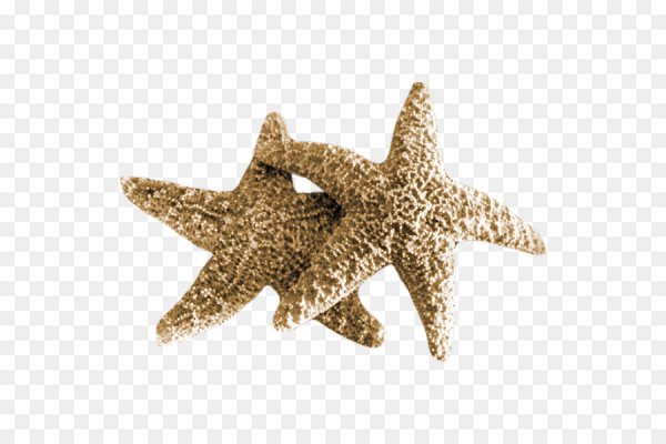 Starfish Shells PNG