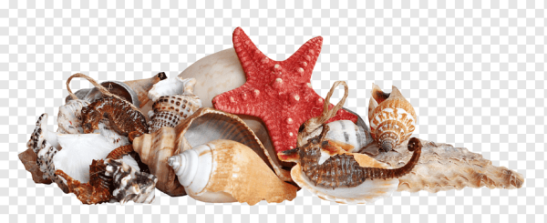 Морские звезды ракушки на прозрачном фоне