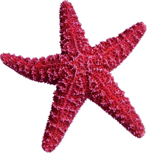 Пятиконечная морская звезда