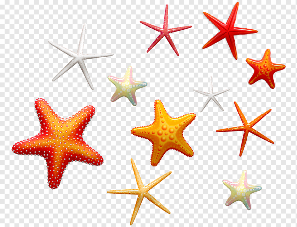 Морская звезда для детей