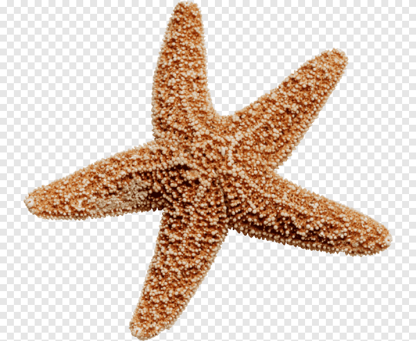 Морская звезда