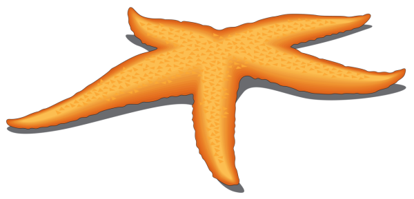 Морская звезда на белом фоне