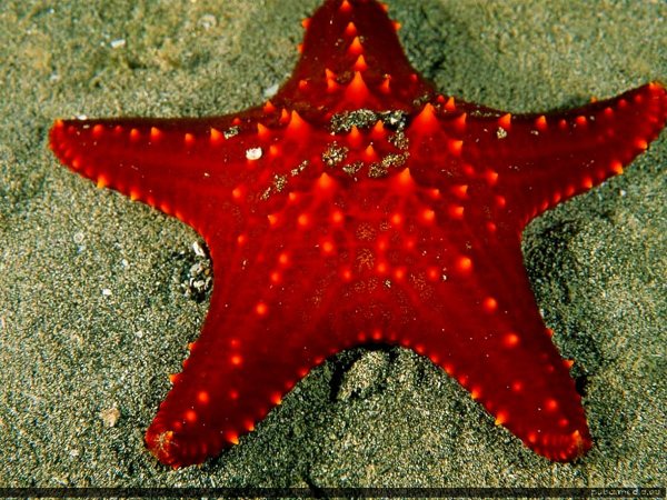 Морские обитатели красная морская звезда