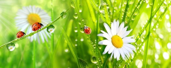 Скинали ромашки