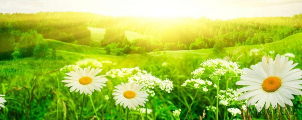 Ромашки панорама