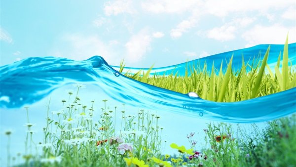 Лето полевые цветы