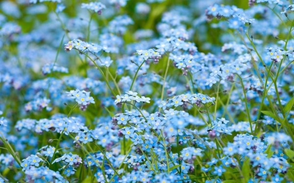 Поле Васильков снизу