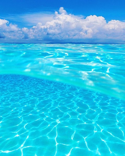 Незабудка Полевая (Myosotis arvensis)