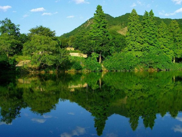 Летняя природа