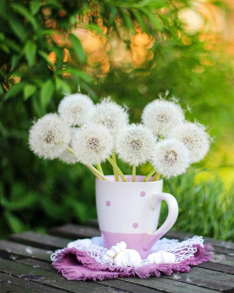 Букет ромашек на природе