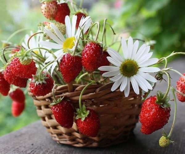 Летнее настроение