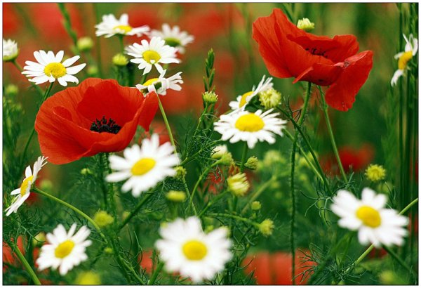 Ромашки утро