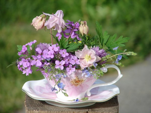 Полевые цветы