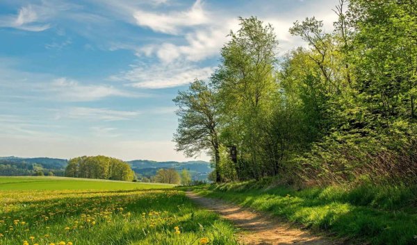 Пейзаж лето