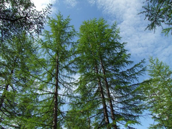 Лиственница Сибирская Larix sibirica