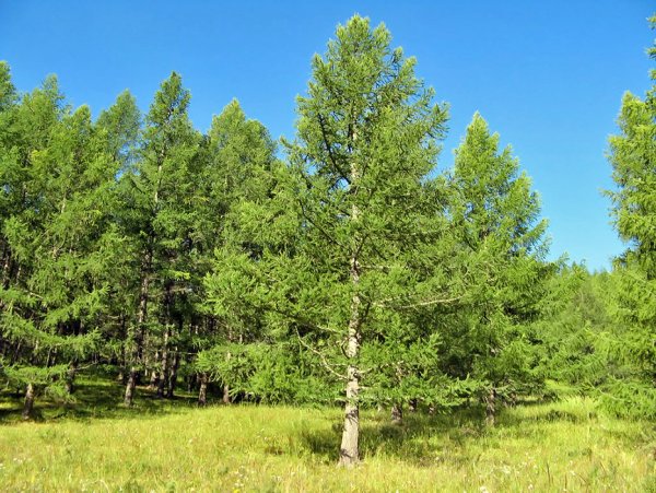 Лиственница Республика Коми
