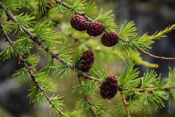 Лиственница Сибирская Larix sibirica