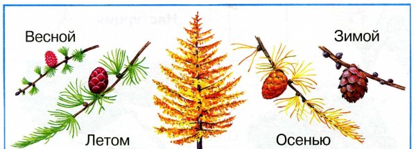 Хвоинки лиственницы рисунок