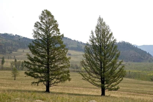 Лиственница Сибирская (Larix sibirica Ledeb.)
