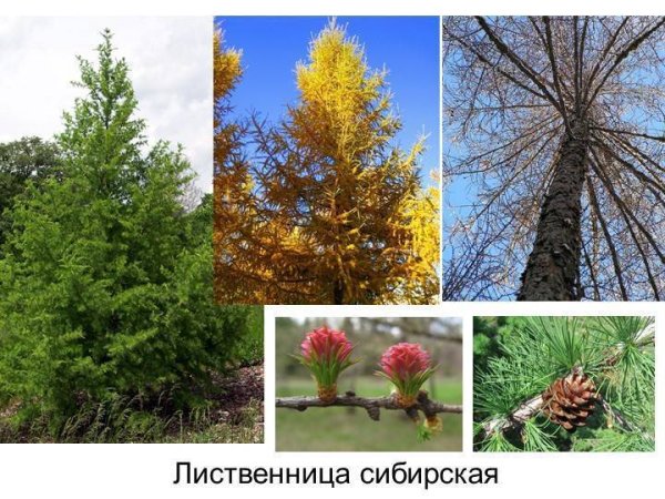 Лиственница Сибирская двудольные