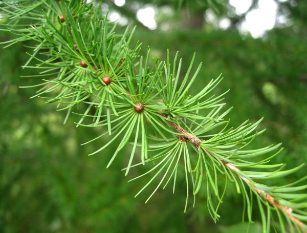 Лиственница Даурская (Larix dahurica)