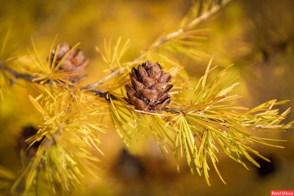 Лиственница Сибирская Larix sibirica