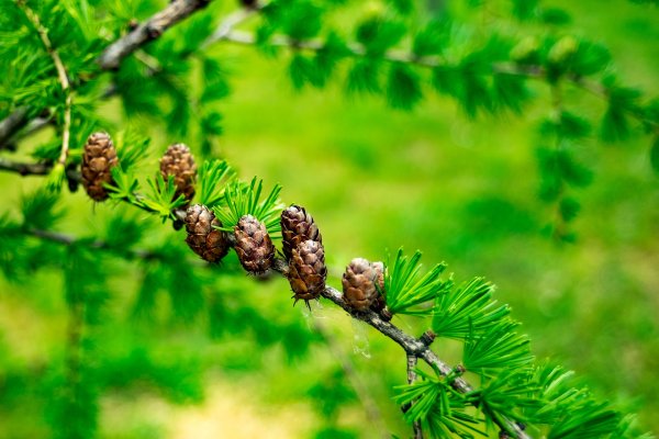 Лиственница Сибирская Larix sibirica