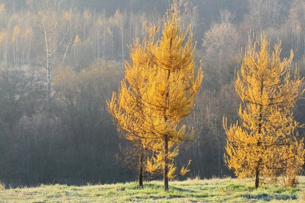 Лиственница Сибирская Larix sibirica