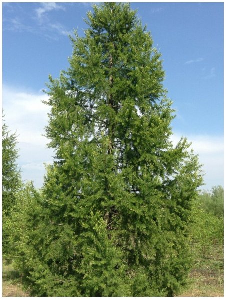 Лиственница Сибирская Larix sibirica