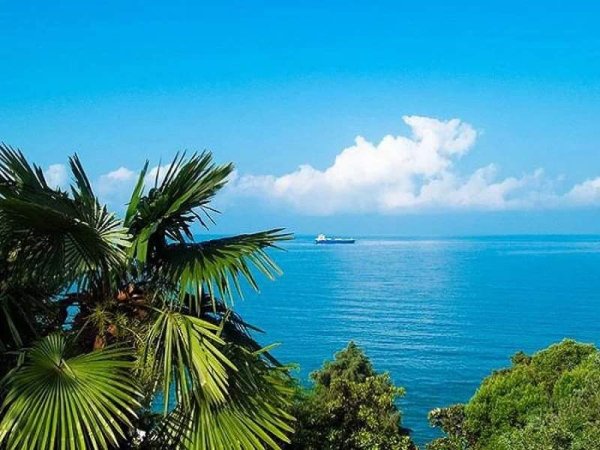 Адлер море пальмы