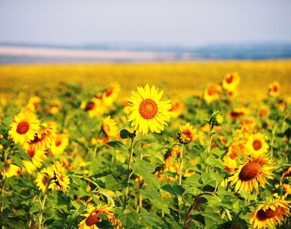 Пляж голубая Лагуна Крым