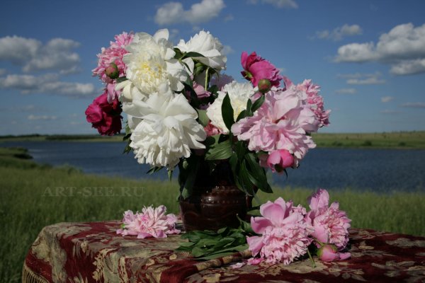 Пионы букет лето