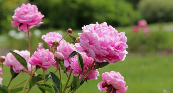 Пион Сплендид Корнелия