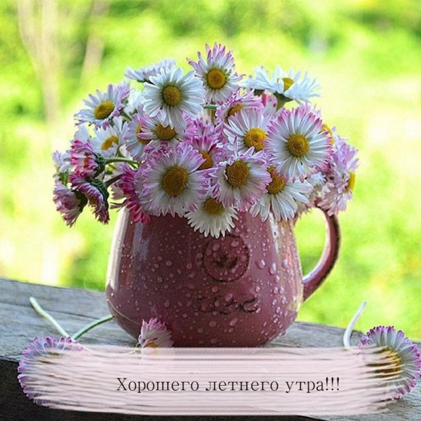 Доброе летнее утро