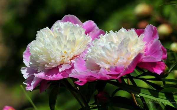 Пион Имакулее