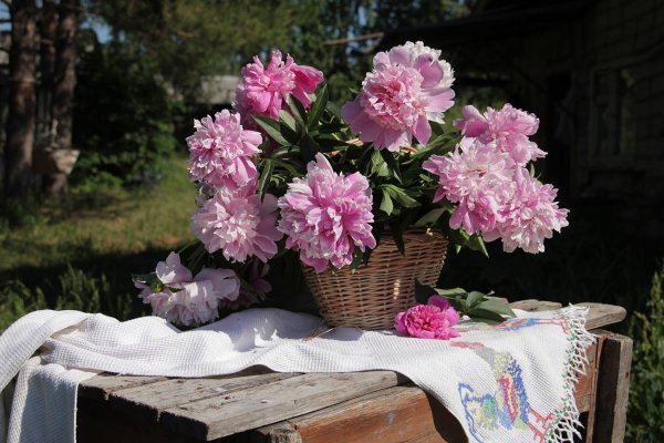 "Пионы и Жасмин" Нова Слободп