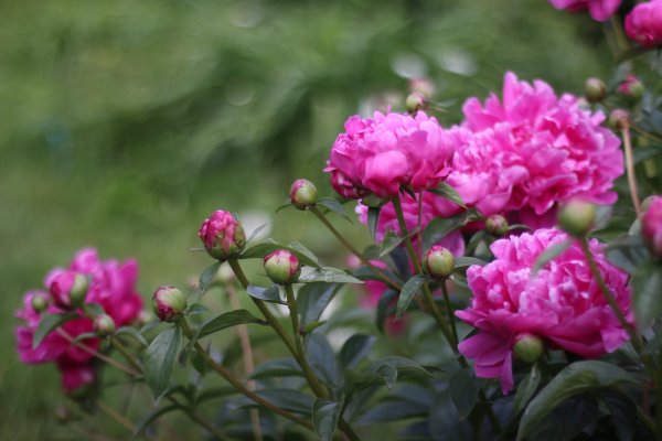 Пион Бенджамин