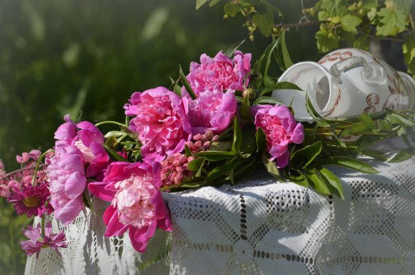 Пионы летом