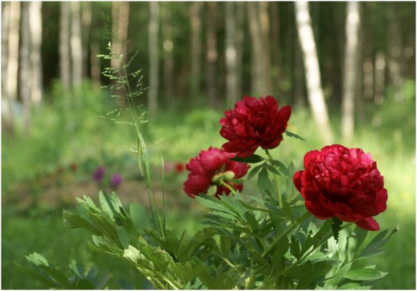 Пионы в Сосновом Бору