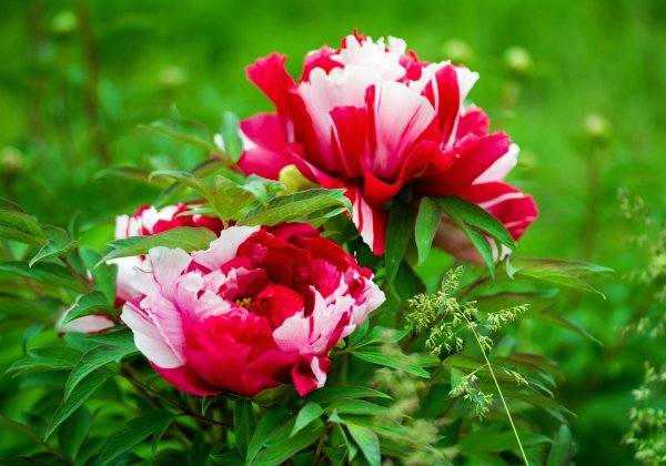 Пион Абрахам