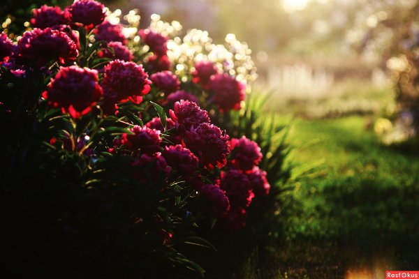 Пионы летом