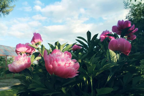 Пионовые плантации