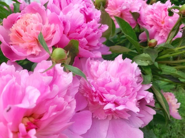 Пион Эденс Парфюм