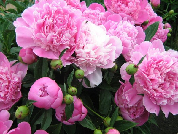 Пион Джулиска