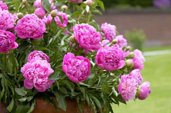 Пион Киевская Русь