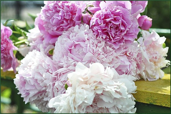 Прекрасные пионы